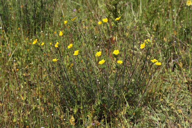 Potentilla hirta